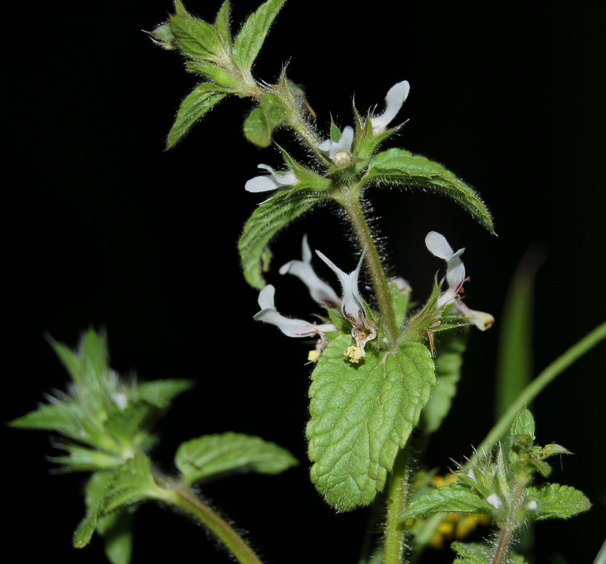 Genere Stachys (Stregonie)